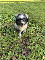 Bonnie, a female Toy Australian Shepherd for sale in Dickson, TN – 6 of 10