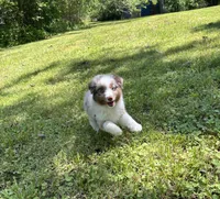 Beau, a male Miniature Australian Shepherd for sale in Dickson, TN – 1 of 10