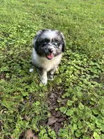 Bonnie, a female Toy Australian Shepherd for sale in Dickson, TN – 2 of 10