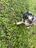 Bonnie, a female Toy Australian Shepherd for sale in Dickson, TN – 7 of 10
