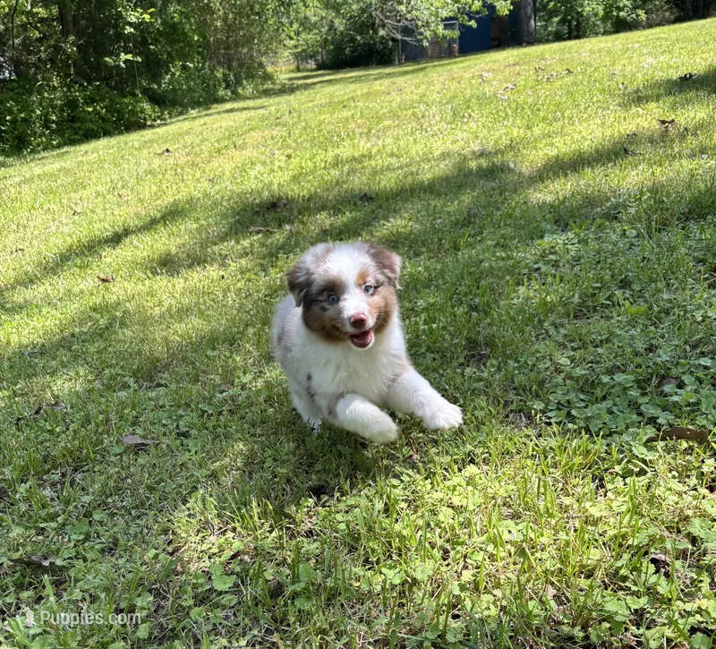Beau – Toy Australian Shepherd puppy for sale in Dickson, TN