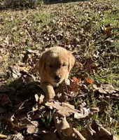 Cash, a male Golden Retriever for sale in Dickson, TN – 2 of 6