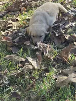 Daisy, a female Golden Retriever for sale in Dickson, TN – 3 of 6