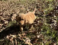 Cash, a male Golden Retriever for sale in Dickson, TN – 4 of 6