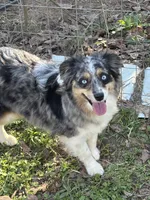 Bella, a female Miniature Australian Shepherd for sale in Dickson, TN – 7 of 9