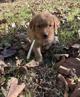 Finn, a male Golden Retriever for sale in Dickson, TN – 3 of 5