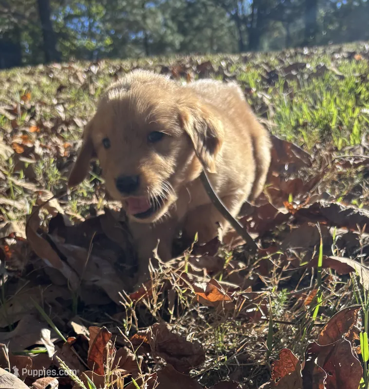 Cash – Golden Retriever puppy for sale in Dickson, TN
