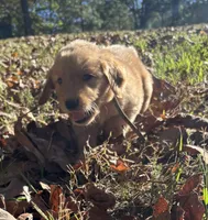 Cash, a male Golden Retriever for sale in Dickson, TN – 1 of 6