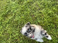 Bonnie, a female Toy Australian Shepherd for sale in Dickson, TN – 4 of 10