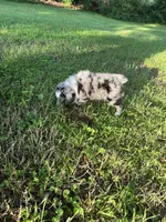 Bonnie, a female Toy Australian Shepherd for sale in Dickson, TN – 10 of 10