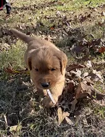 Eddie, a male Golden Retriever for sale in Dickson, TN – 2 of 4