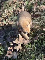 Hadley , a female Golden Retriever for sale in Dickson, TN – 4 of 6