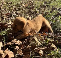 Bailey, a female Golden Retriever for sale in Dickson, TN – 3 of 6