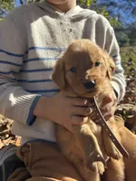 Bailey, a female Golden Retriever for sale in Dickson, TN – 4 of 6