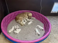 Honey, a female Golden Retriever for sale in Fallon, NV – 6 of 7