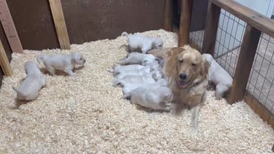 Honey, a female Golden Retriever for sale in Fallon, NV – 7 of 7