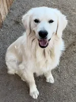 Honey, a female Golden Retriever for sale in Fallon, NV – 3 of 7