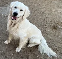 Honey, a female Golden Retriever for sale in Fallon, NV – 5 of 7