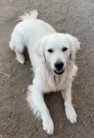 Honey, a female Golden Retriever for sale in Fallon, NV – 4 of 7