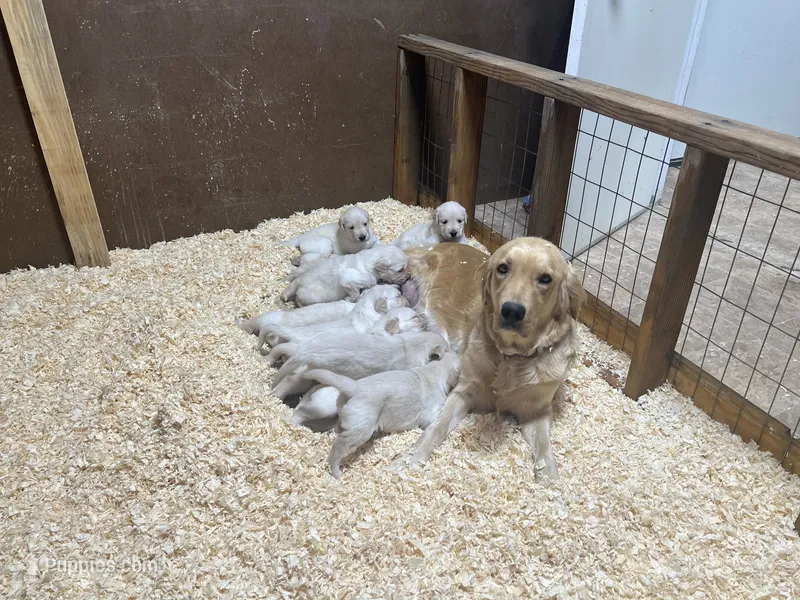 Honey – Golden Retriever puppy for sale in Fallon, NV