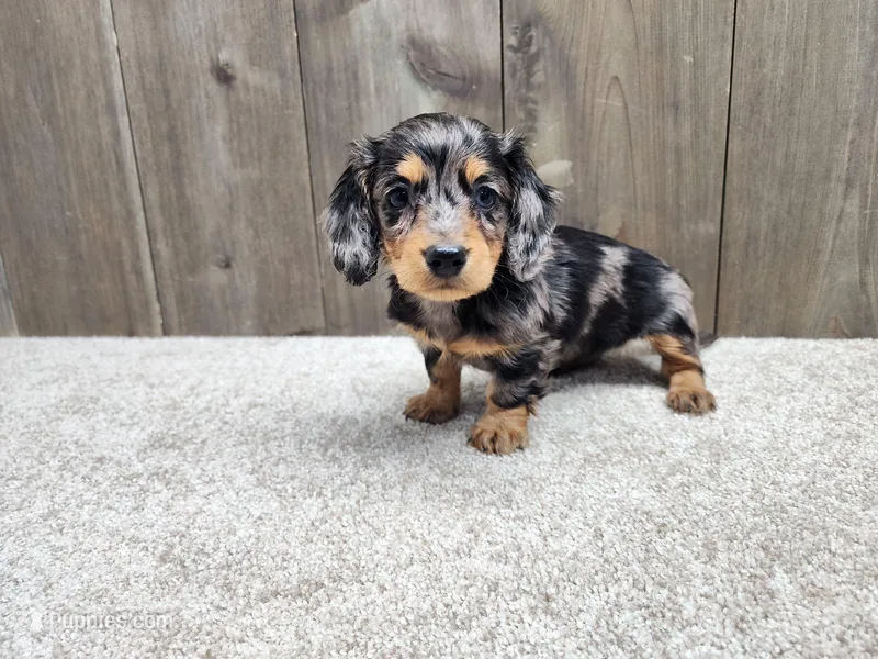 Fiona – Miniature Dachshund puppy on hold in Fredericksburg, OH