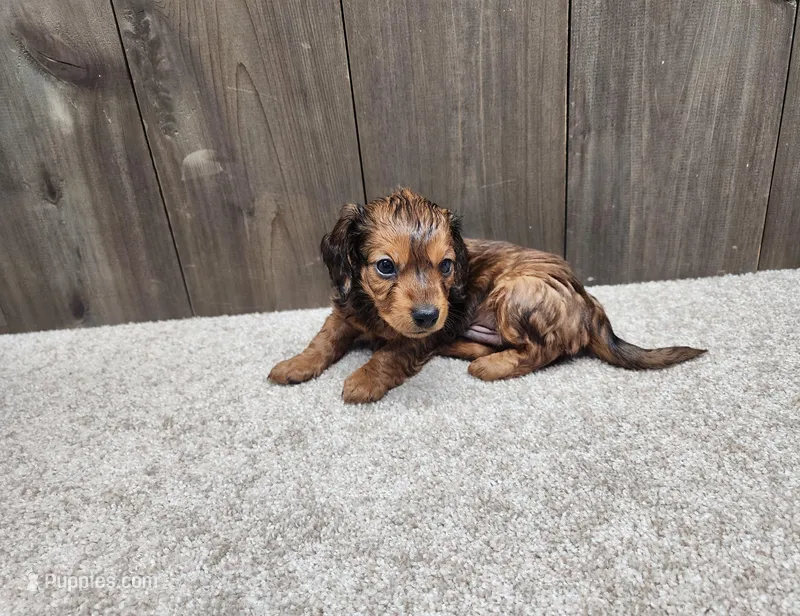Gus – Miniature Dachshund puppy for sale in Fredericksburg, OH