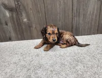 Gus, a male Miniature Dachshund for sale in Fredericksburg, OH – Photo 1 of 10