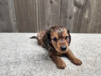 Gus, a male Miniature Dachshund for sale in Fredericksburg, OH – Photo 4 of 10