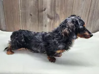 Gus, a male Miniature Dachshund for sale in Fredericksburg, OH – Photo 7 of 10