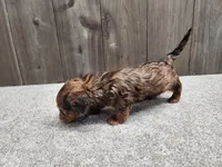 Gus, a male Miniature Dachshund for sale in Fredericksburg, OH – Photo 3 of 10