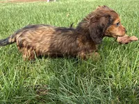 Gus, a male Miniature Dachshund for sale in Fredericksburg, OH – Photo 10 of 10