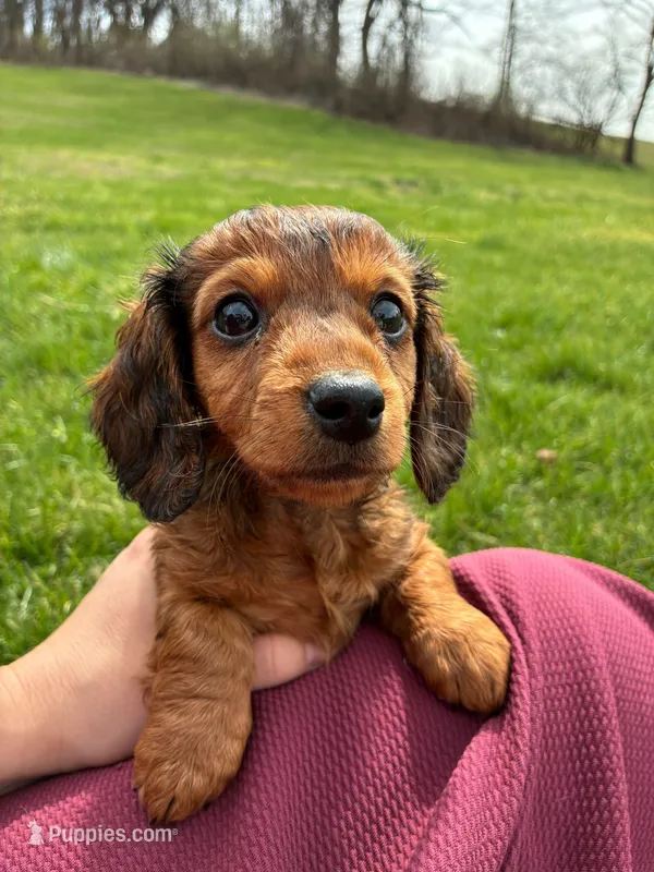 Gus – Miniature Dachshund puppy for sale in Fredericksburg, OH