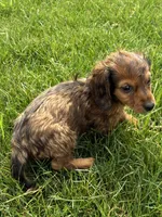 Gus, a male Miniature Dachshund for sale in Fredericksburg, OH – Photo 9 of 10