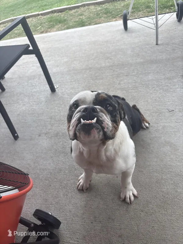 Duke – English Bulldog puppy for sale in Houston, TX