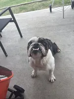 Duke, a male English Bulldog for sale in Houston, TX – Photo 1 of 4