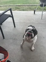 Duke, a male English Bulldog for sale in Houston, TX – Photo 2 of 4