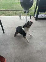 Duke, a male English Bulldog for sale in Houston, TX – Photo 4 of 4