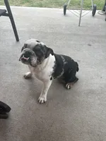 Duke, a male English Bulldog for sale in Houston, TX – Photo 3 of 4