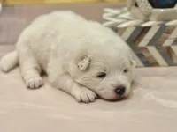 Ivory Boy, a male Samoyed for sale in Rising Sun, IN – Photo 8 of 10