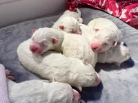 Ivory Boy, a male Samoyed for sale in Rising Sun, IN – Photo 5 of 8