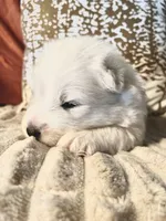Ivory Boy, a male Samoyed for sale in Rising Sun, IN – Photo 10 of 10