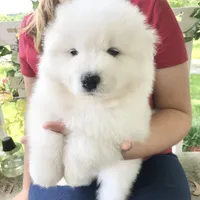 Ivory Boy, a male Samoyed for sale in Rising Sun, IN – Photo 4 of 10