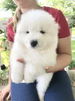 Ivory Boy, a male Samoyed for sale in Rising Sun, IN – Photo 8 of 8