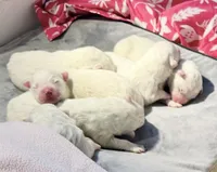 Ivory Boy, a male Samoyed for sale in Rising Sun, IN – Photo 2 of 8