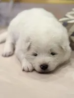 Ivory Boy, a male Samoyed for sale in Rising Sun, IN – Photo 5 of 10