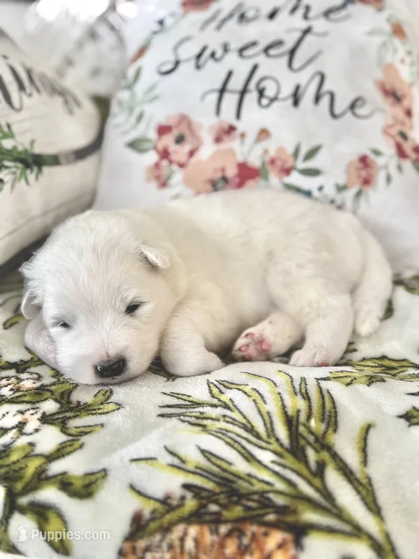 Ivory Boy – Samoyed puppy for sale in Rising Sun, IN