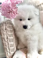 Ivory Boy, a male Samoyed for sale in Rising Sun, IN – Photo 3 of 10