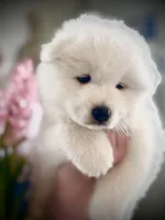 Ivory Boy, a male Samoyed for sale in Rising Sun, IN – Photo 2 of 10