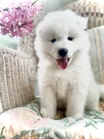 Ivory Boy, a male Samoyed for sale in Rising Sun, IN – Photo 1 of 10