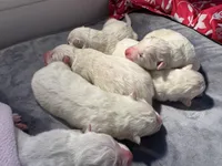 Ivory Boy, a male Samoyed for sale in Rising Sun, IN – Photo 4 of 8